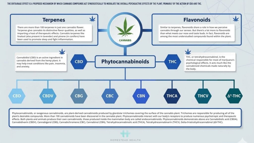 An education infographic chart detailing the synergy between phytocannabinoids, terpenes, and flavonoids. It highlights specific compounds including CBD, CBDV, CBG, CBC, CBN, THCA, THCV, and Delta-9, explaining how they contribute to the multi-receptor 'Entourage Effect' for clinical application.