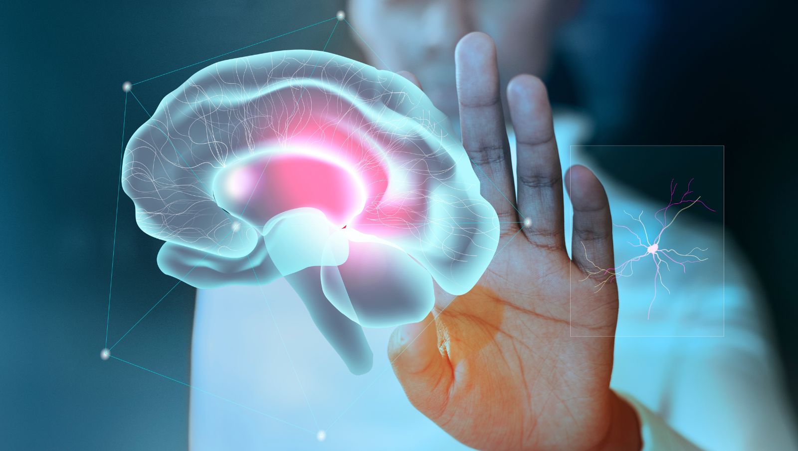 X-ray visualization of human brain neural connections illustrating CB1 receptor signaling and cannabis tolerance mechanisms.
