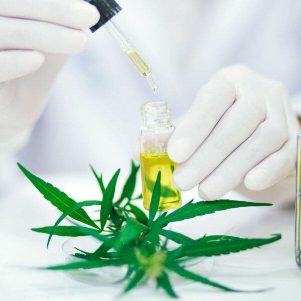 A medical researcher in a laboratory using a glass dropper to analyze amber-colored cannabis oil samples in test tubes for full-spectrum formulation testing.