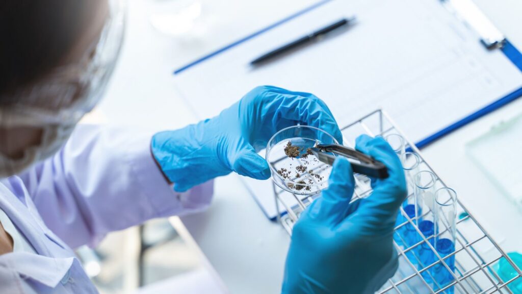 A scientist in a laboratory examining cannabis plant matter in a petri dish using a binocular microscope.
